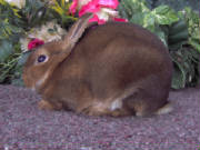 clover.jpg